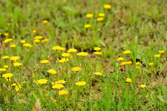 Foto de florecillas