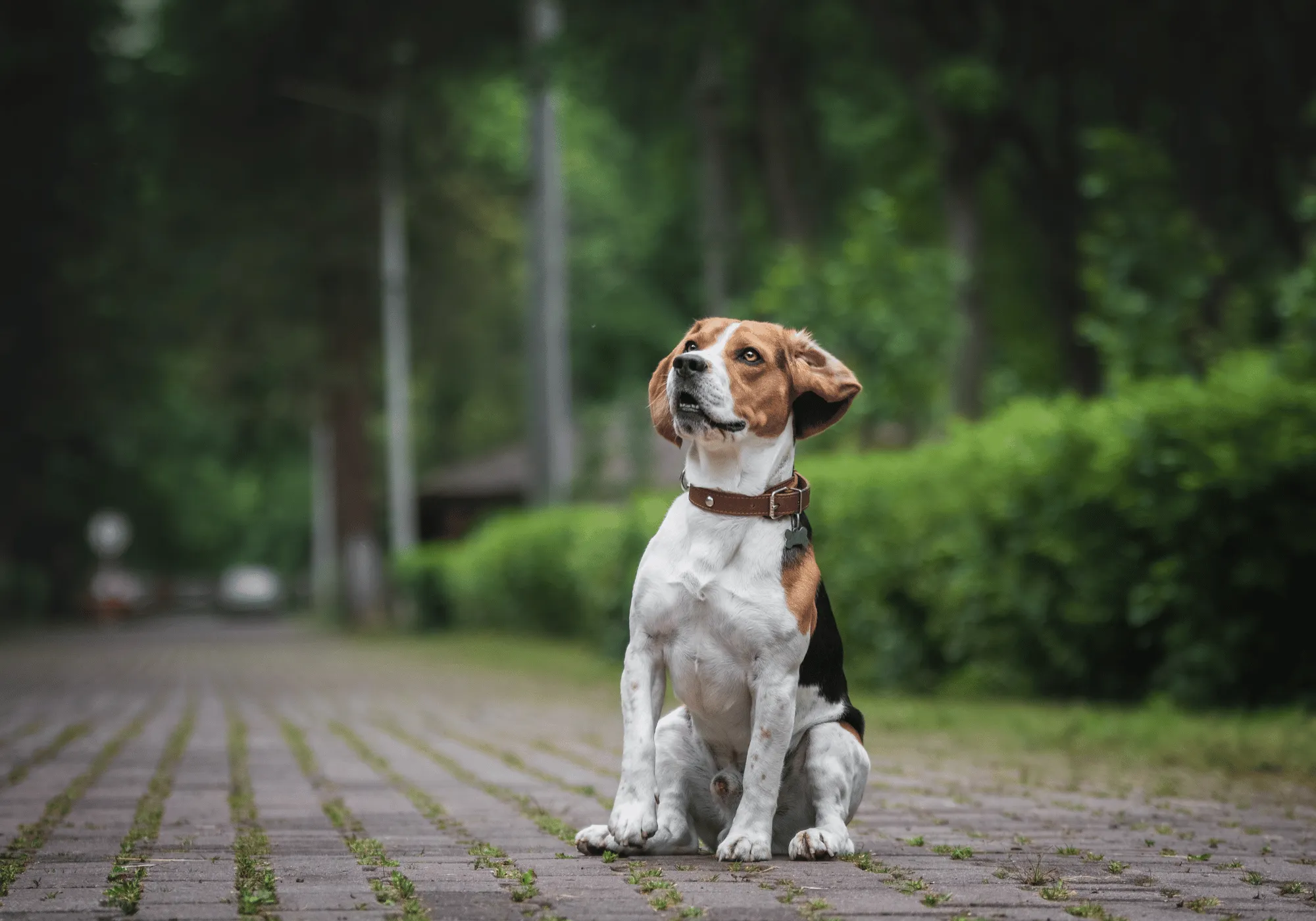 Foto del perro